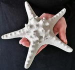 F13 Seestern Beton Ø19cm